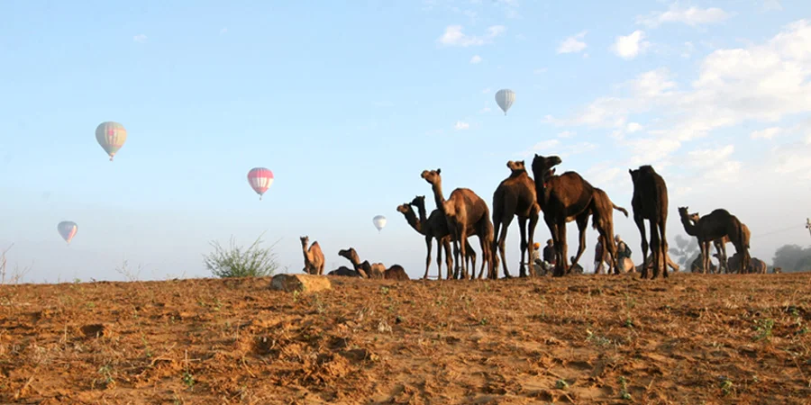 Pushkar Fair 07-14 NOV 2024, From USD 880