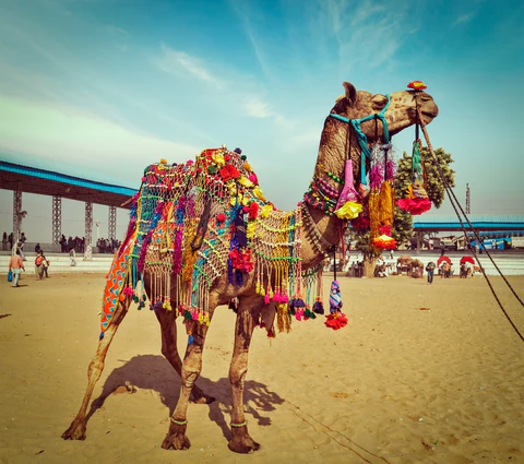 Pushkar Fair  30 oct-05 NOV 2025, From USD 1100